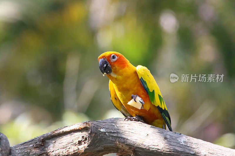 太阳conure (Aratinga solstitialis)吃水果的特写图像，鹦鹉栖息在阳光下的树枝上，重点在前景